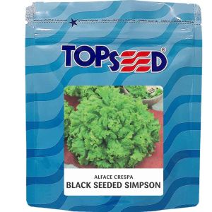 Sementes De Alface Crespa Black Seeded Simpson Topseed - 50g