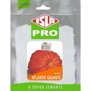 Sementes De Abóbora Atlantic Gigante Isla - 10g